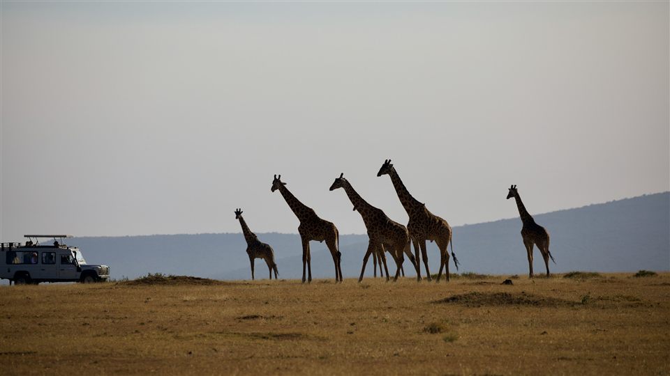 A line of giraffes walking across open grassland, with a safari vehicle in the distance